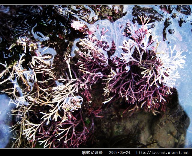 扇狀叉珊藻_02.jpg