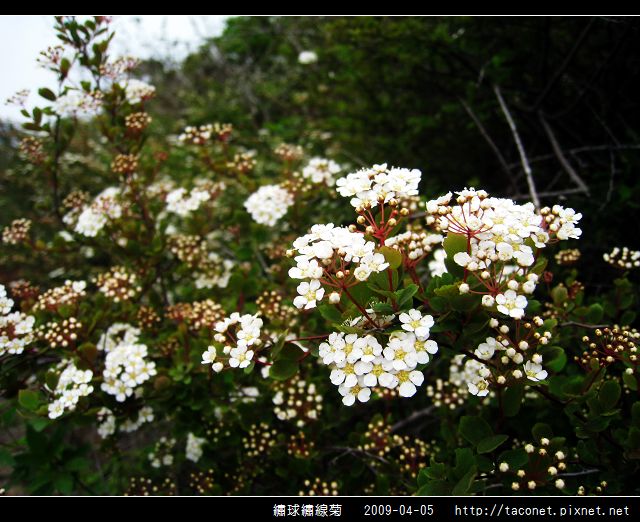 繡球繡線菊_11.jpg