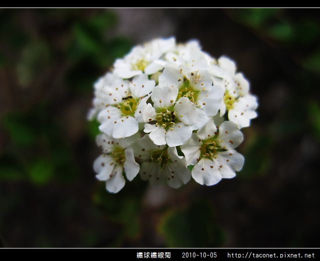 繡球繡線菊_05.jpg