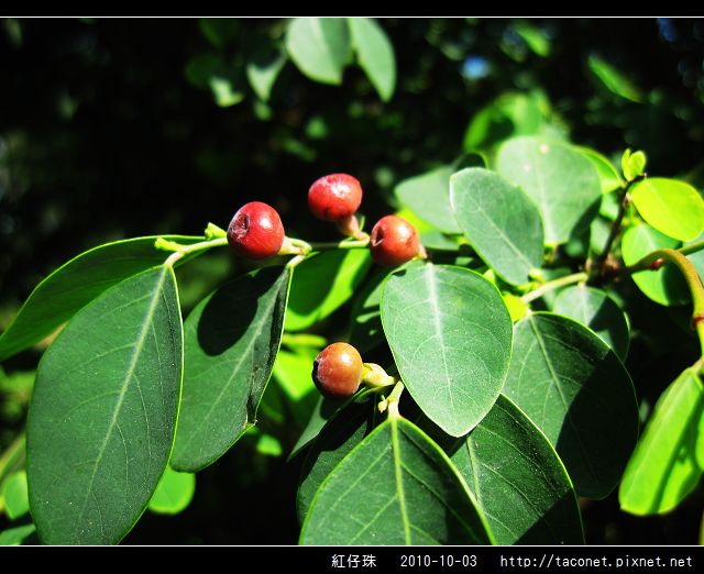 紅仔珠_13.jpg