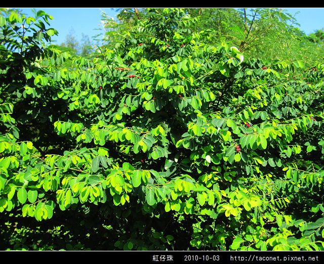 紅仔珠_09.jpg
