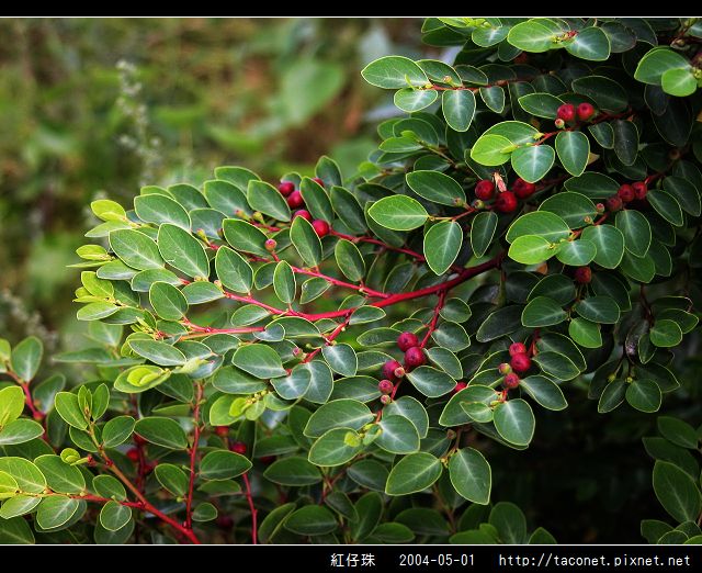 紅仔珠_04.jpg