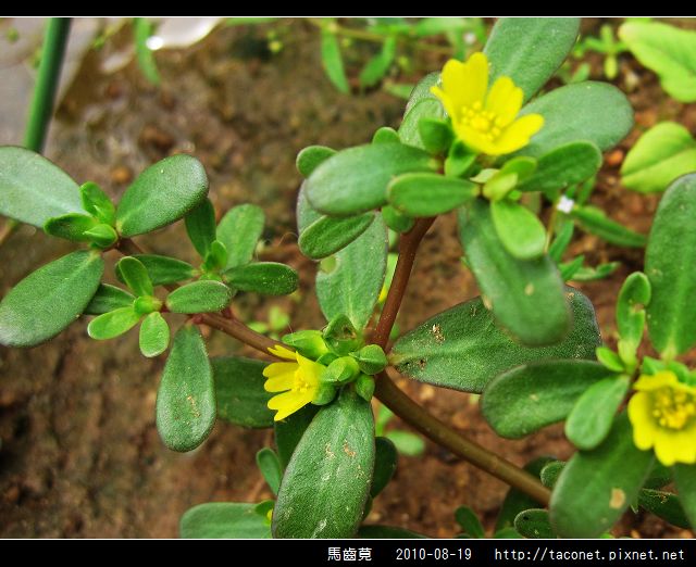 馬齒莧_08.jpg