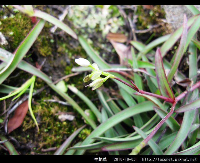 牛軛草_05.jpg