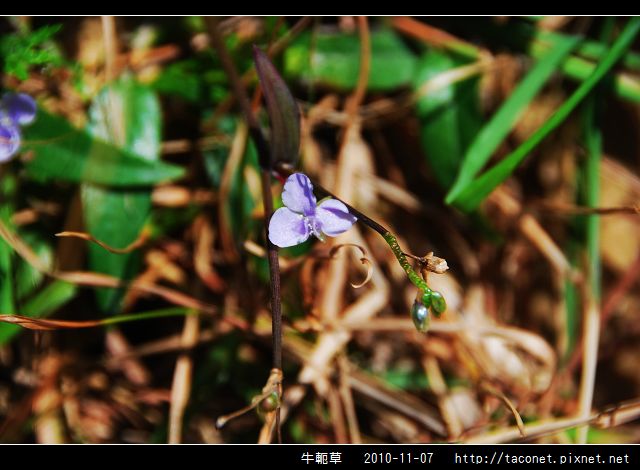 牛軛草_01.jpg