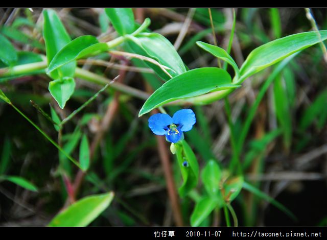 竹仔草_05.jpg
