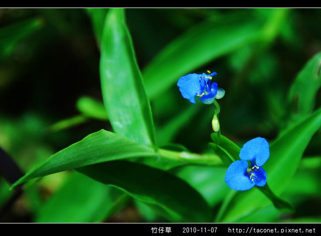 竹仔草_03.jpg