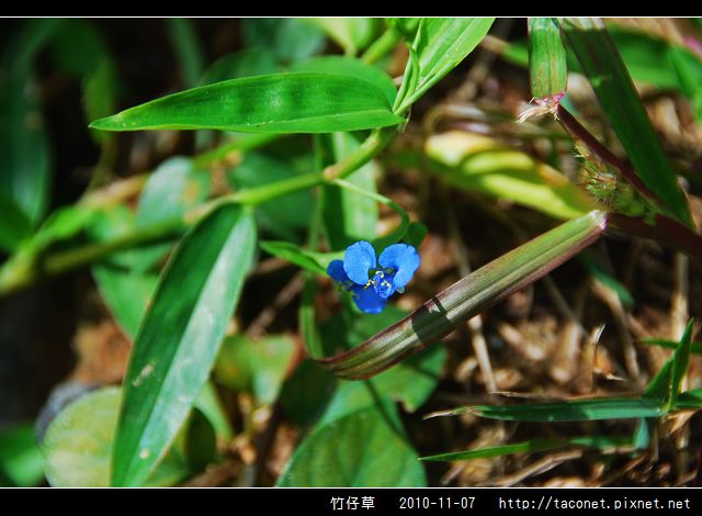 竹仔草_02.jpg