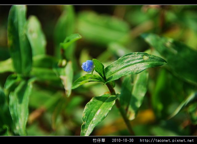 竹仔草_01.jpg