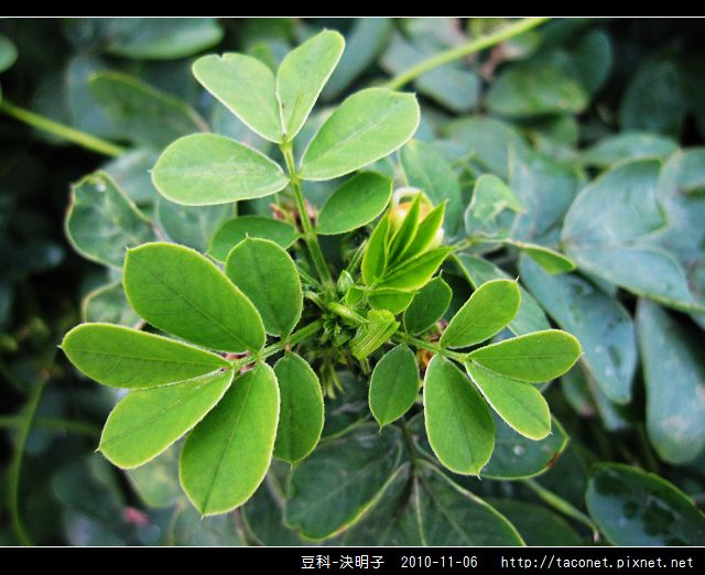 豆科-決明子_06.jpg