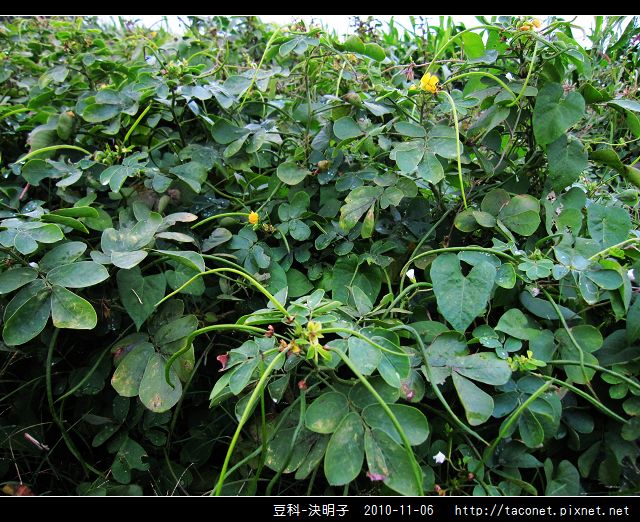 豆科-決明子_05.jpg