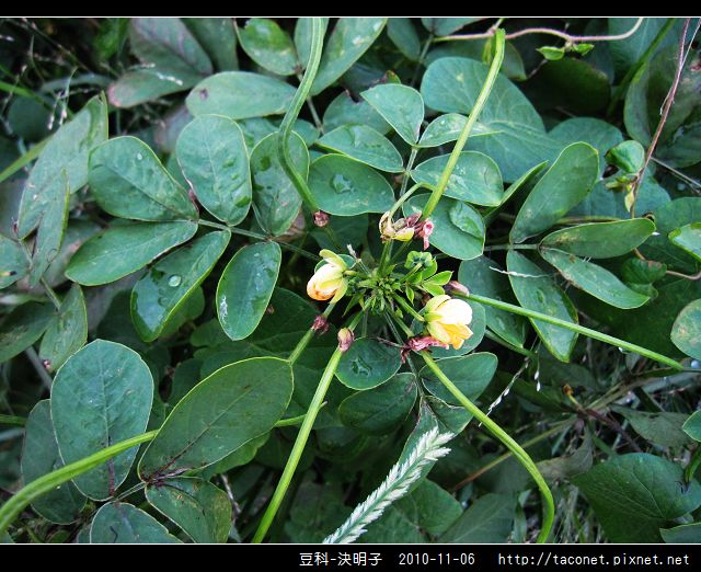 豆科-決明子_04.jpg