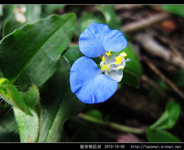 圓葉鴨跖草-05.jpg