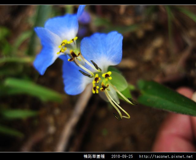 鴨跖草變種_05.jpg