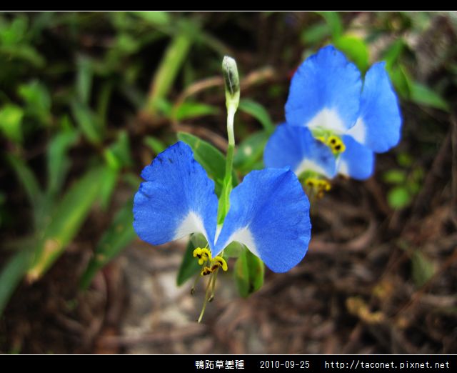 鴨跖草變種_02.jpg