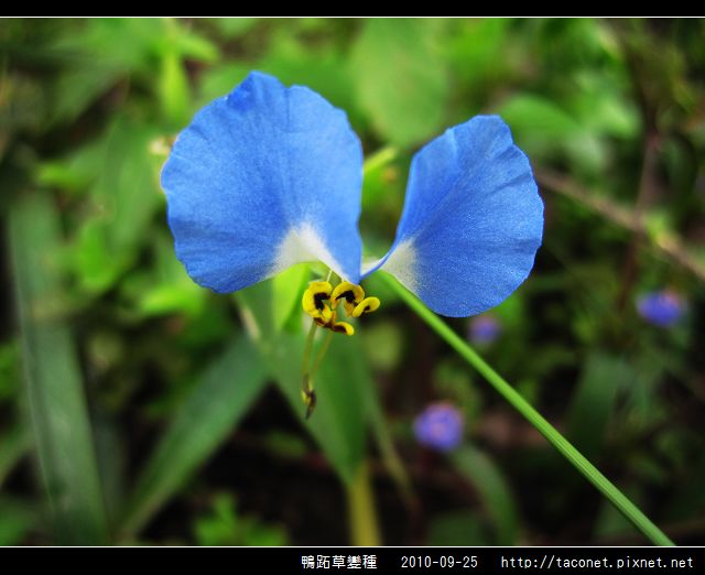 鴨跖草變種_01.jpg