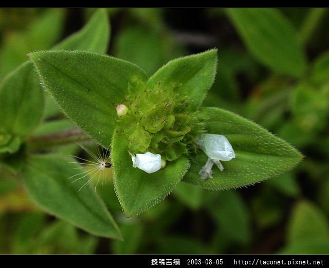 擬鴨舌癀_13.jpg