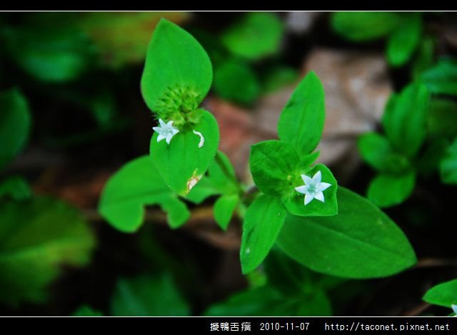 擬鴨舌癀_04.jpg