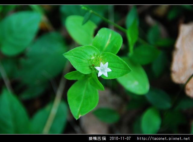擬鴨舌癀_03.jpg