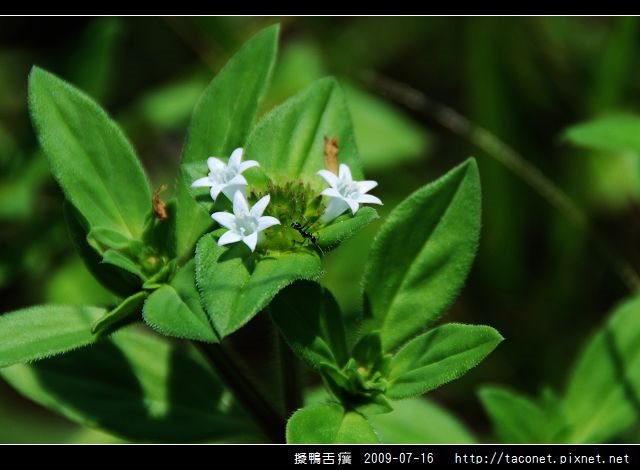 擬鴨舌癀_02.jpg
