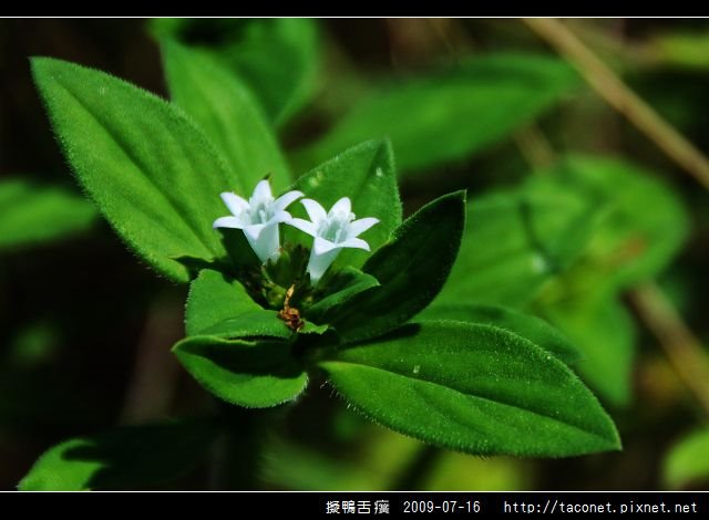 擬鴨舌癀_01.jpg