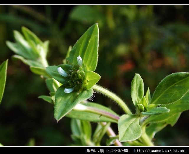 擬鴨舌癀_11.jpg