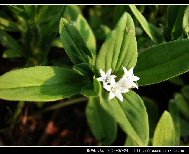 擬鴨舌癀_09.jpg