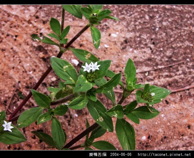 擬鴨舌癀_08.jpg