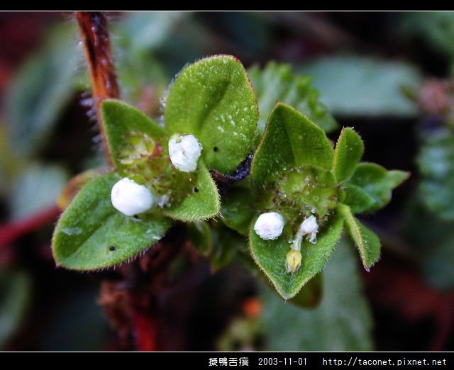 擬鴨舌癀_07.jpg