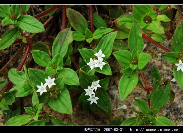 擬鴨舌癀_06.jpg