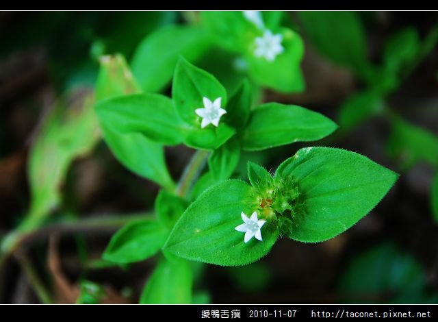 擬鴨舌癀_05.jpg