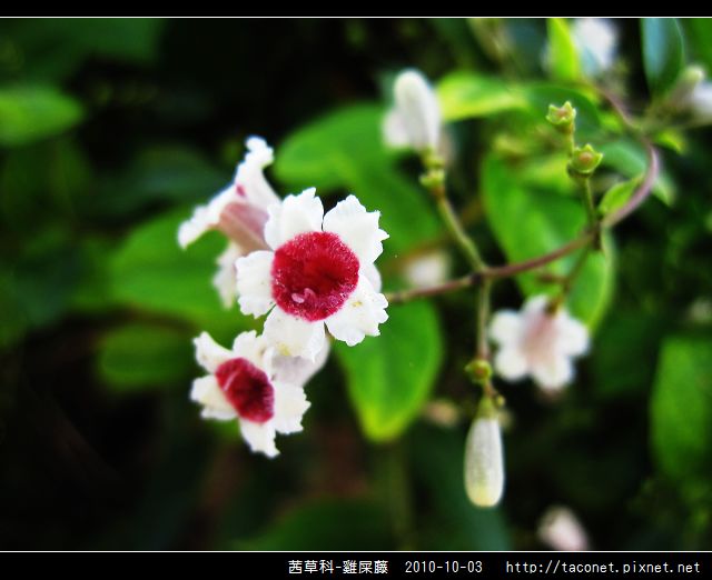 茜草科-雞屎藤_12.jpg