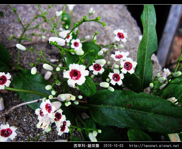 茜草科-雞屎藤_11.jpg