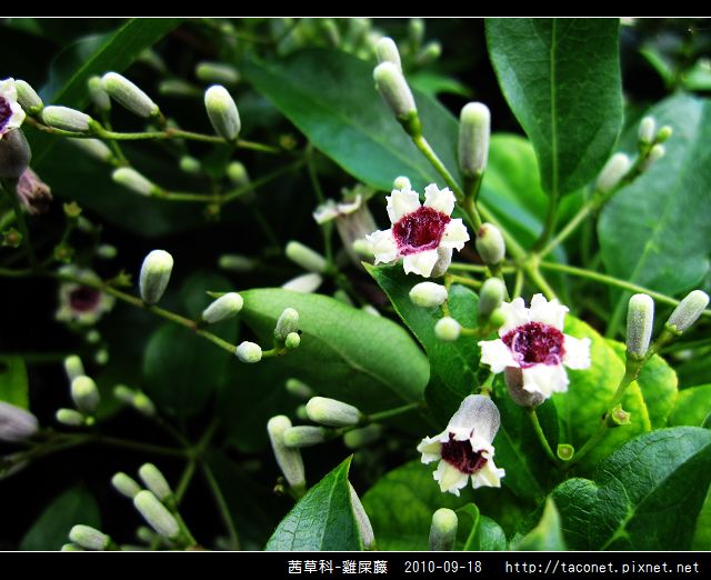 茜草科-雞屎藤_09.jpg