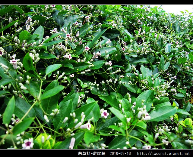 茜草科-雞屎藤_08.jpg