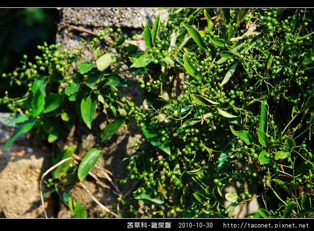 茜草科-雞屎藤_05.jpg