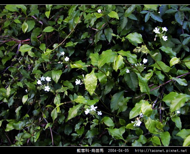 藍雪科-烏面馬_02.jpg