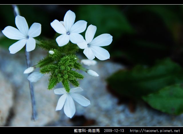 藍雪科-烏面馬_10.jpg