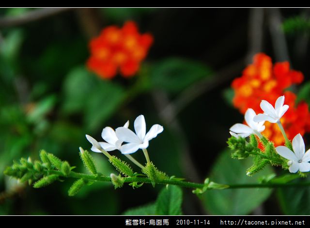 藍雪科-烏面馬_07.jpg