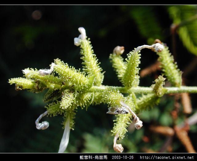 藍雪科-烏面馬_05.jpg