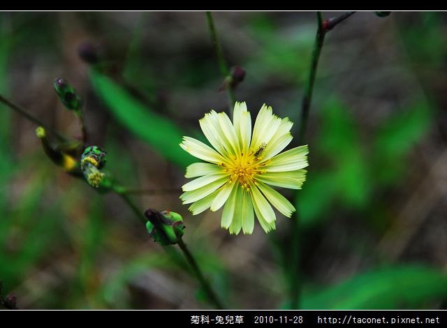 菊科-兔兒草_13.jpg