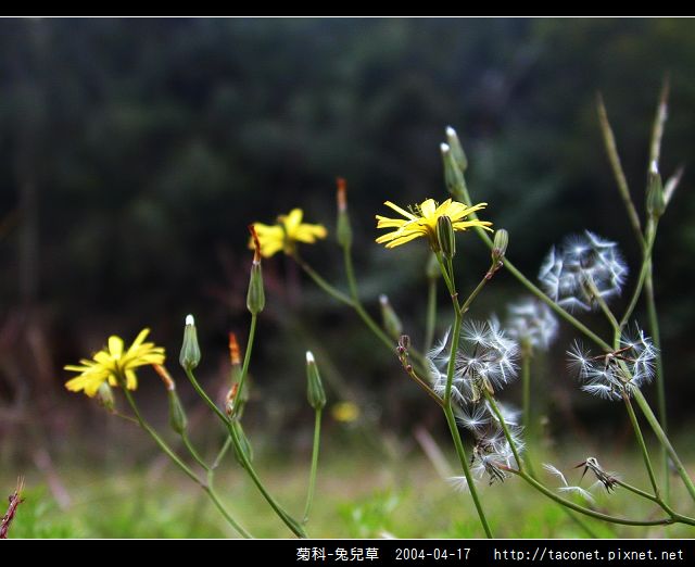 菊科-兔兒草_04.jpg