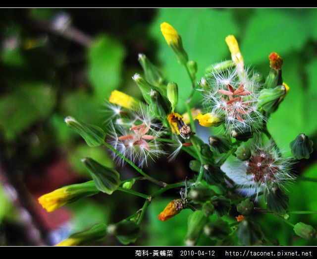 菊科-黃鵪菜相簿封面