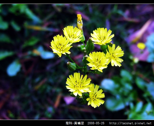 菊科-黃鵪菜_11.jpg