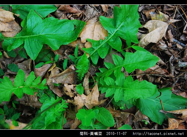 菊科-黃鵪菜_02.jpg