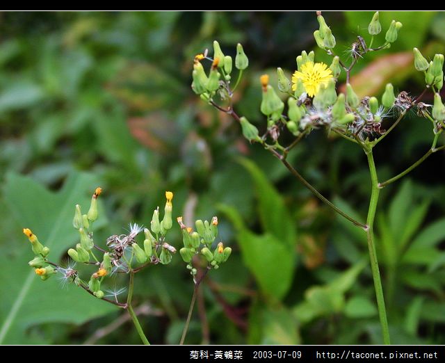 菊科-黃鵪菜_10.jpg
