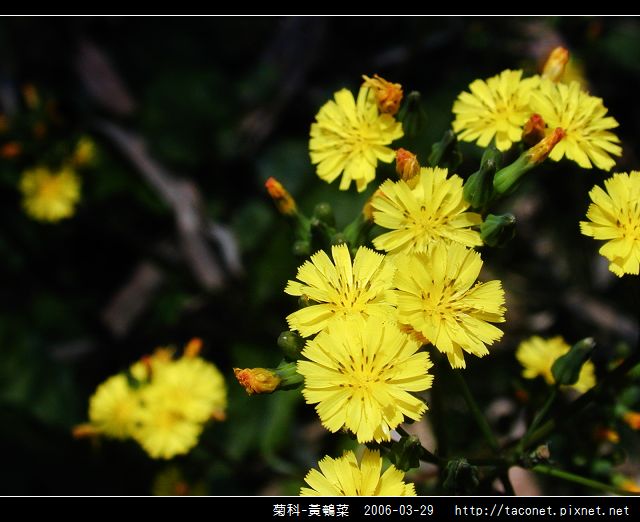 菊科-黃鵪菜_08.jpg