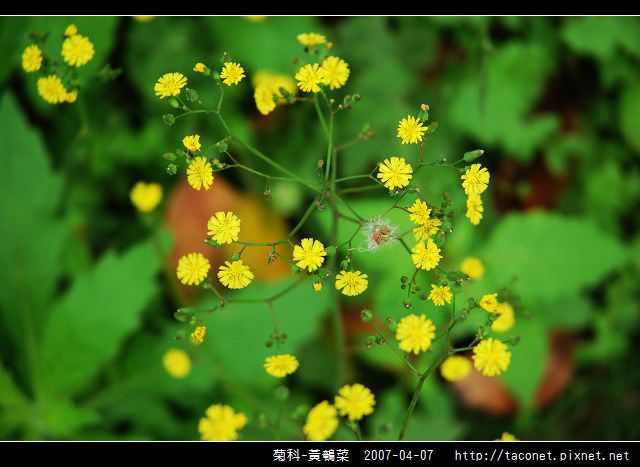 菊科-黃鵪菜_03.jpg