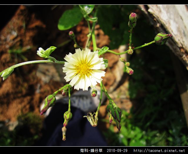 菊科-鵝仔草_10.jpg