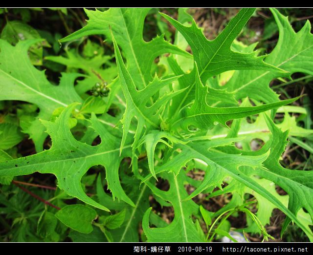 菊科-鵝仔草_09.jpg
